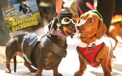 3.000 Salchichas en el Segundo Encuentro Internacional de perros Dachshund en VGB