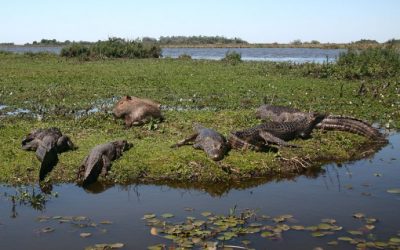 Santa Fé presentó Jaaukanigás con el corredor Ecoturístico del Litoral en FITUR