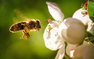 SADA impulsa acción colectiva por las abejas con más de 200 organizaciones de América Latina y El Caribe