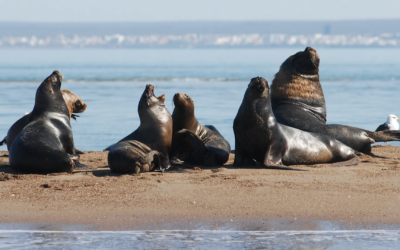 Más de 180 km de playa del Camino de la Costa invitan a disfrutar el Avistaje de Fauna Marina y Costera