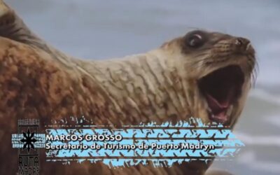 Puerto Madryn vive la temporada de Avistaje de Ballena con múltiples aventuras por vivir