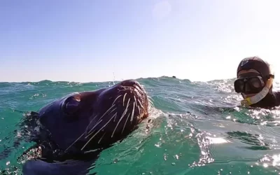 Sentí lo épico de nadar en las aguas rionegrinas junto a los lobos marinos