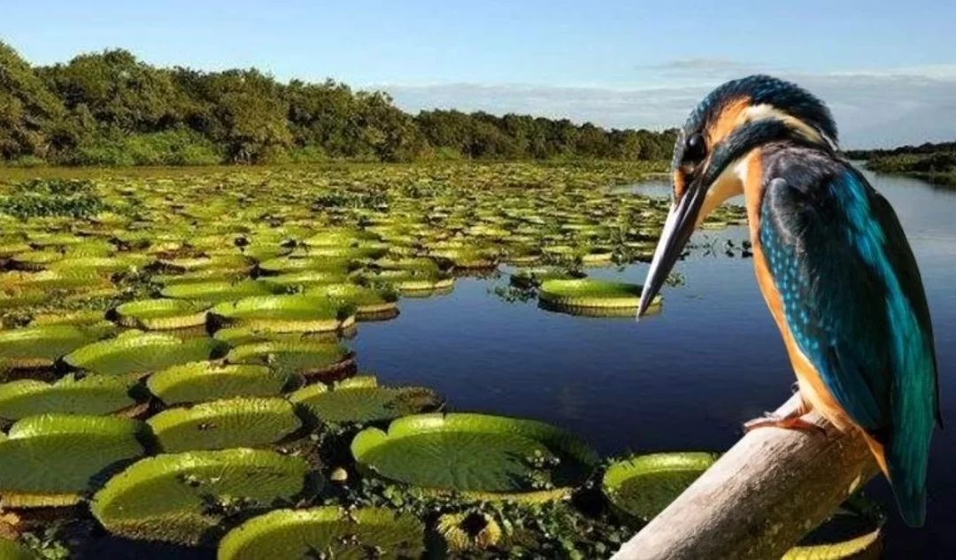 Corrientes un lugar ecoturístico, de clima subtropical, que tenés que conocer