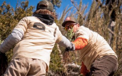 Voluntarios se organizan para reforestar los bosques de Bariloche
