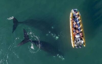 Rupestre Experiencia Patagónica te invita a conocer las ballenas en el Golfo San Matías