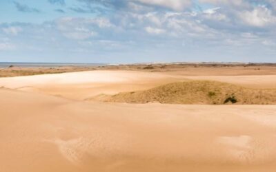 La Reserva Natural Faro Querandí constituye la última porción importante del ecosistema de Dunas costeras