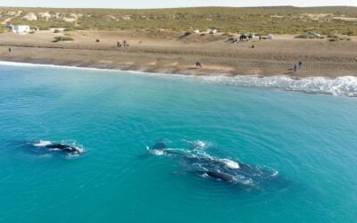 Como es “El Doradillo” la playa a pocos km de Puerto Madryn para ver ballenas sin costo
