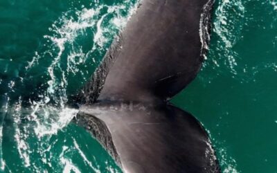Invierno 2025 «Bahía San Antonio un Destino en Conexión con la naturaleza «