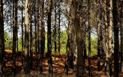 La Aldea Joven de Argentina busca ser el Mejor Pueblo Turístico del Mundo
