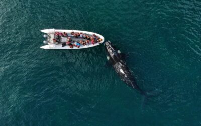El Golfo San Matías lanza la temporada de Fauna Marina 2026 con una completa agenda cultural y deportiva